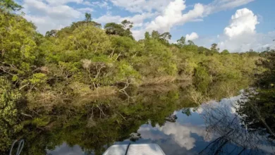 parque nacional do jaú