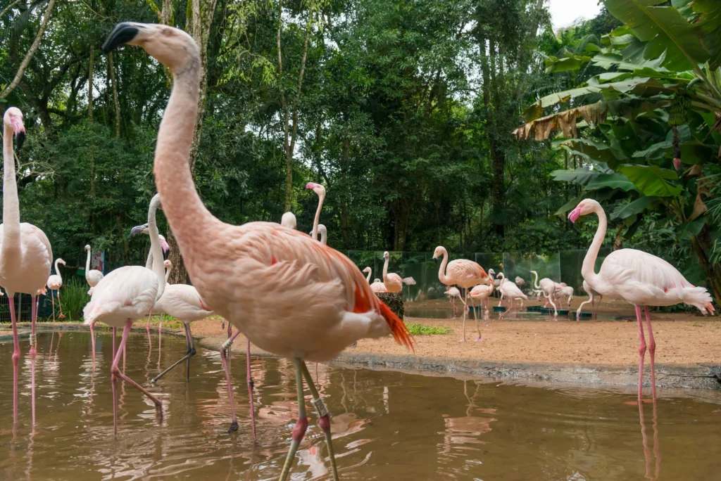 Parque das Aves