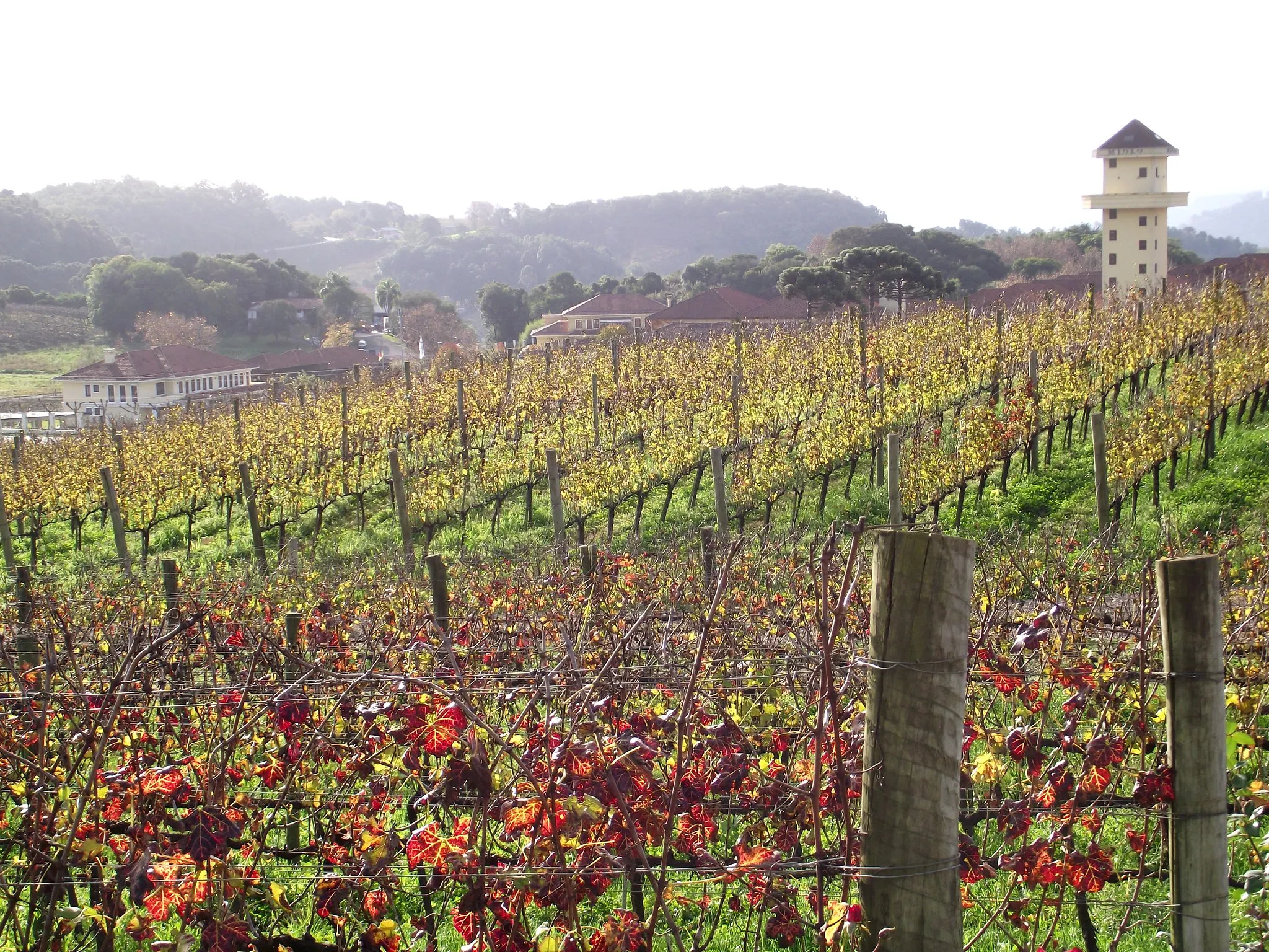 Vale Dos Vinhedos - Descubra o Encanto da Serra Gaúcha